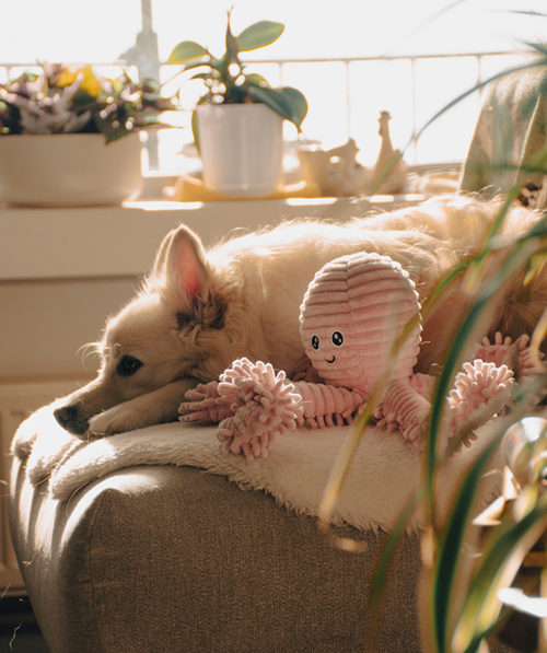 How to Honor Your Pet's Memory: A Complete Guide to Pet Cremation Urns & Keepsakes